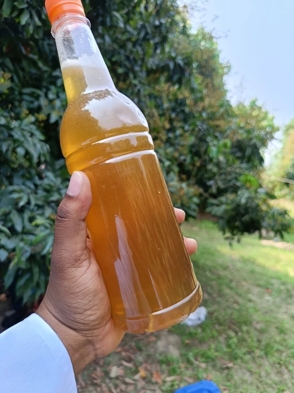 লিচু ফুলের মধু